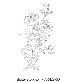 Peony flowers page for coloring book