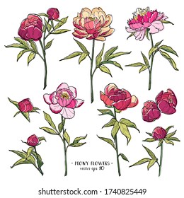 Peony flowers set 2 on white backgrounds. Colorful vector hand drawn illustration. For invitations, tattoo, greeting cards, decor
