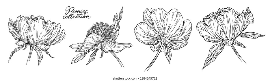 Peony flowers set hand drawn in lines. Black and white graphic doodle sketch floral vector illustration. Isolated on white background