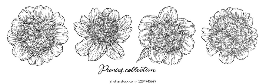 Peony flowers set hand drawn in lines. Black and white graphic doodle sketch floral vector illustration. Isolated on white background
