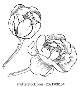 Peonblumen auf weißem Hintergrund. Vektorgrafik, handgezeichnet. Einladungen, Tätowierungen, Grußkarten, Dekoration. Pion. Linienzeichnung. Vektorgrafik.