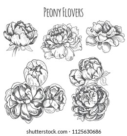 Peony flowers set. Vector illustration sketch - card with flowers peony.
