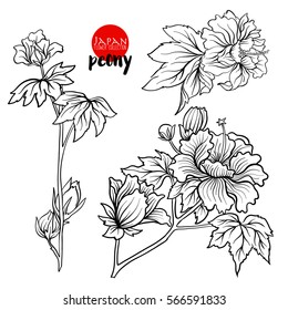 Peony flowers. Stock line vector illustration botanic flowers. Outline drawing.
