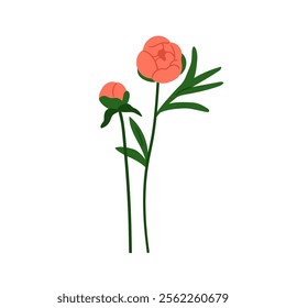 Peony flowers with unopened and blossomed buds. Delicate gentle spring blooms, summer garden floral branches. Botanical natural flat graphic vector illustration isolated on white background