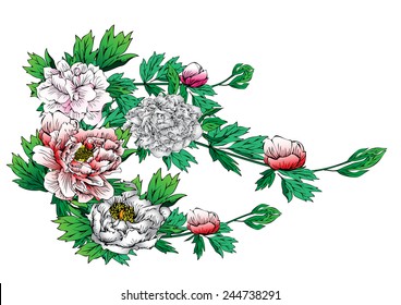 Peony flowers vector drawings For background