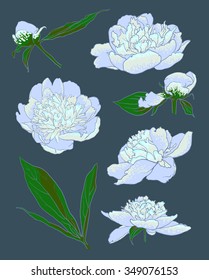 Peony flowers. vector llustration of handdrawing  beautiful Peonys