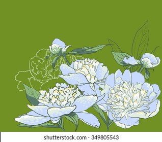 Peony flowers. vector llustration of handdrawing  beautiful Peonys