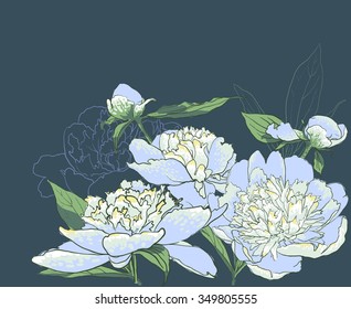 Peony flowers. vector llustration of handdrawing  beautiful Peonys