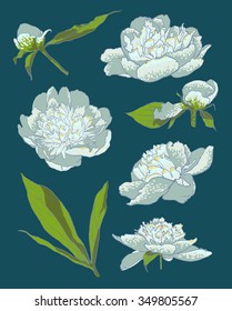 Peony flowers. vector llustration of handdrawing  beautiful Peonys
