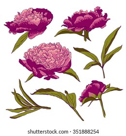 Peony flowers. vector llustration set of handdrawing  beautiful Peonys set