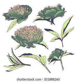 Peony flowers. vector llustration set of handdrawing  beautiful Peonys set