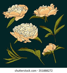 Peony flowers. vector llustration set of handdrawing  beautiful Peonys set