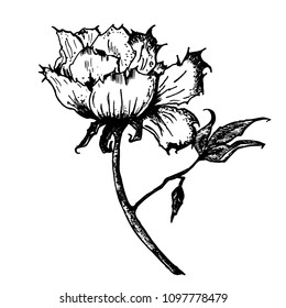 peony flower,vector illustration, spring flower