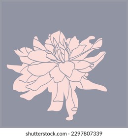 Peony graphic image pattern.Illustration on white and colored background.Vector.