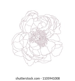 peony graphic vector line sketch