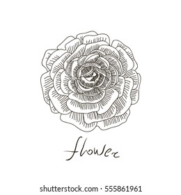 peony. Hand drawn flower Vector illustration