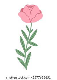 Peony Hand Drawn Illustration Isolated on White