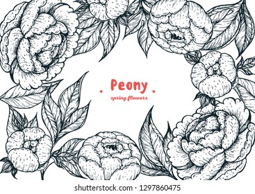 Peony hand drawn vector illustration. Vintage sketch design. Peonies and leaves illustration. Flower vintage design.