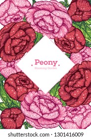 Peony hand drawn vector illustration. Vintage design. Peonies and leaves illustration. Flower vintage design. Floral illustration.