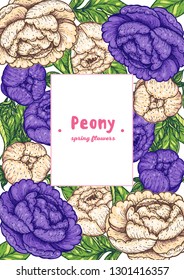 Peony hand drawn vector illustration. Vintage design. Peonies and leaves illustration. Flower vintage design. Floral illustration.