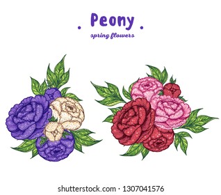 Peony hand drawn vector illustration. Vintage design. Peony bouquet illustration. Flower vintage design. Floral illustration. 