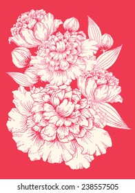 peony hand drawn/illustration/vector