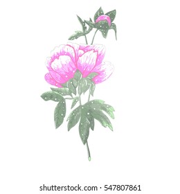 Peony illustration