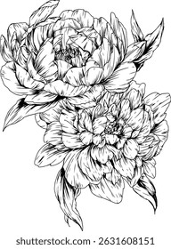Peony ink illustration for commercial purpose, advertisement or invitation card. Ink art. Black and white flowers.