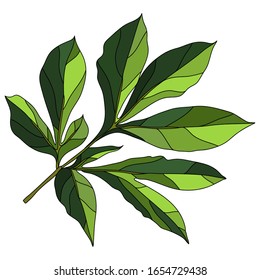 Peony isolated leafs doodle style. Realistic hand drawn outline. Contour ornament for print cup, textile, wallpaper, banner, wrapping, web, scrapbook, cover, cafe menu, fliers. Fill and stroke 