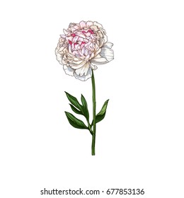 Peony. Isolated on white background pink flower with stem and leaves. Vector illustration