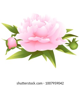Peony. Isolated. Pink flower. Vector illustration. Green leaves. Bud. Vector illustration.