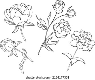 Peony isolated vector line art