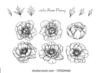  Peony Julia fleurs de rose dessinant avec de l'art en ligne sur fond blanc.