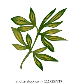 Flor de hoja de peones en un estilo vectorial aislado. Nombre completo de la planta: peonía. Flor vectorial para fondo, textura, patrón envolvente, marco o borde.