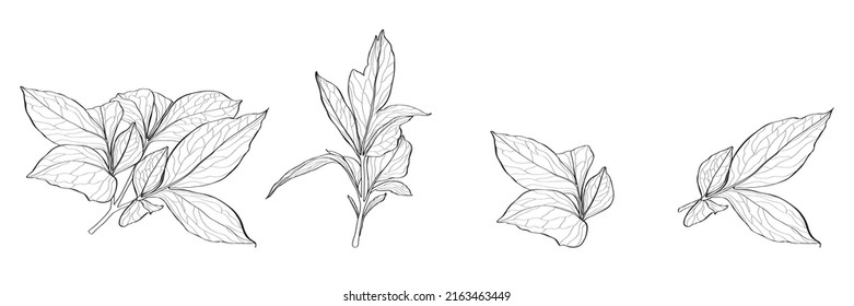 Peony leaves set. Floral spring botanical Peonies. Isolated illustration element. Hand drawing wildflower for background, texture, wrapper pattern, frame or border.