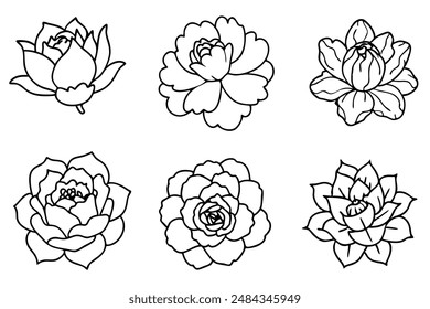 Peony Line Art Dibujado a mano elegante Peony Flor Ilustración Dibujo