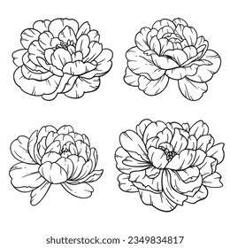 Peony  Line Art, Fine Line Peony Bouquets Hand Drawn Illustration. Coloring Page with Peony Flowers. 