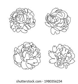 Peony line art isolated on white background. Vector hand illustration. Botanical line drawing minimalist