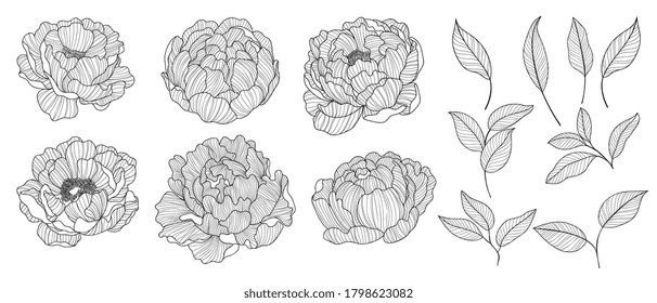 Peony with line art on white backgrounds. Vector hand drawn illustration.
