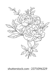 Peony Line Art. Peony outline Illustration. November Birth Month Flower. Peony outline isolated on white. Hand painted line art botanical illustration