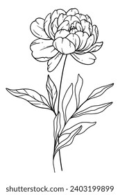 Peony Line Art. Peony outline Illustration. November Birth Month Flower. Peony outline isolated on white. Hand painted line art botanical illustration.