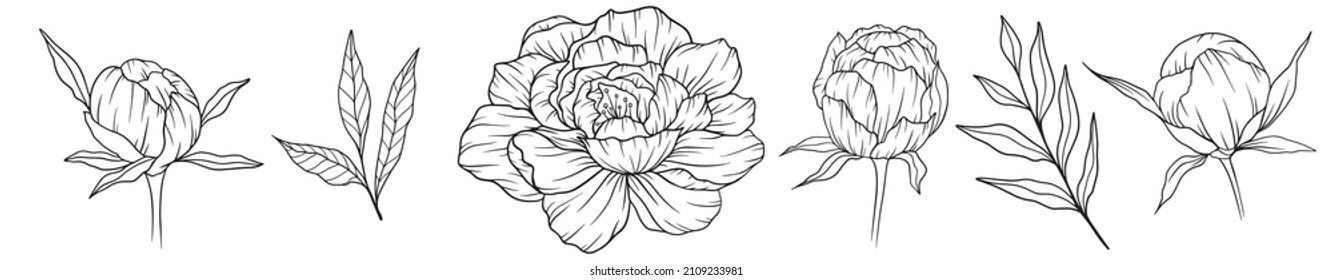Peony Line Art, Poenies Outlines Isolated. Line Drawing. Botanical Line Art. FLoral black and white