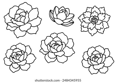 Peony Line Art Stunning Black and White Peony Illustration