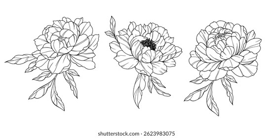 Peony Line Art. Buquês de peônia floral da moda e flores. Coleção de Peônias de Desenho de Linha Botânica. Flores de arte desenhadas à mão. Linha de luxo Floral Art. Peony Outline