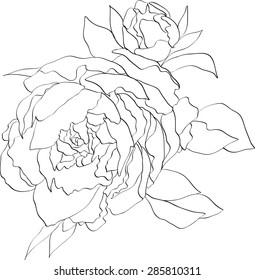 peony line art vector