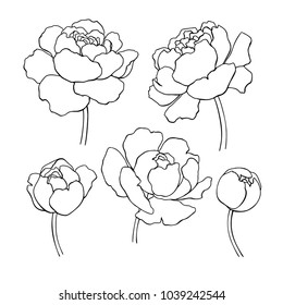 Peony line drawing. Vector hand drawn outline flower set. Simple botanical peonies countur. Black ink sketch. Great for tattoo, invitations, greeting cards, decor