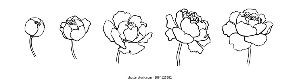 Peony line drawing. Vector hand drawn outline flower set. Simple botanical peonies countur. Black ink sketch. Great for tattoo, invitations, greeting cards, decor. EPS 10