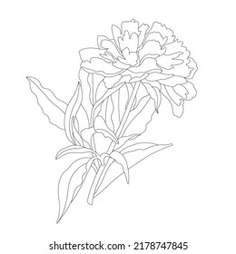 Peony. Linear drawing of a spring flower. Vector illustration.