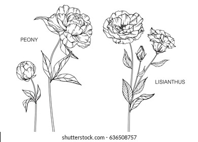 Peony and Lisianthus flowers drawing and sketch with line-art on white backgrounds.