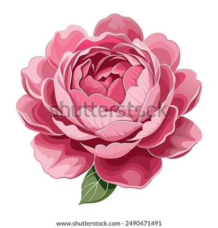 Peony A lush pink peony in full bloom with layers of ruffled petals, displayed against a white background.